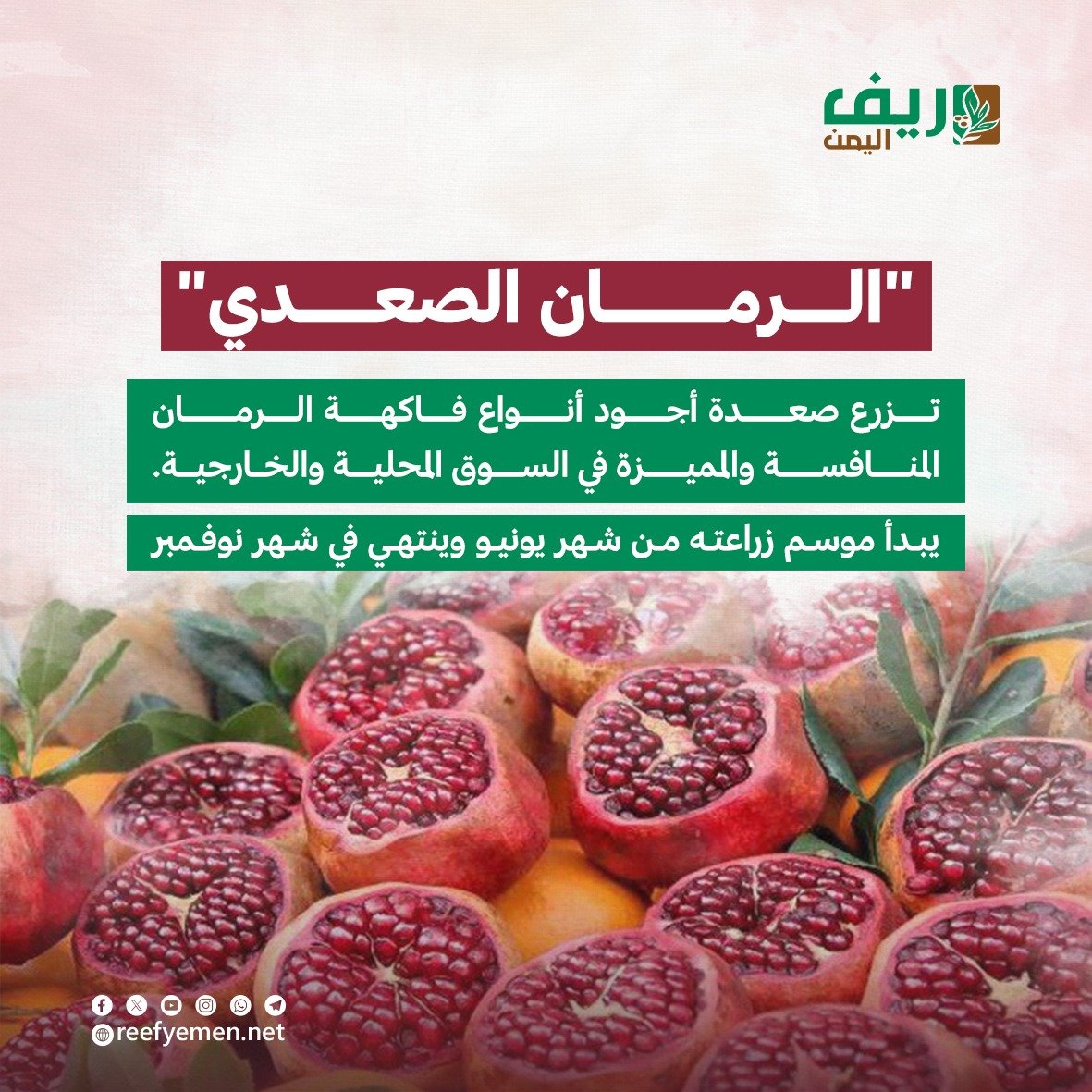 الرمان الصعدي اليمني