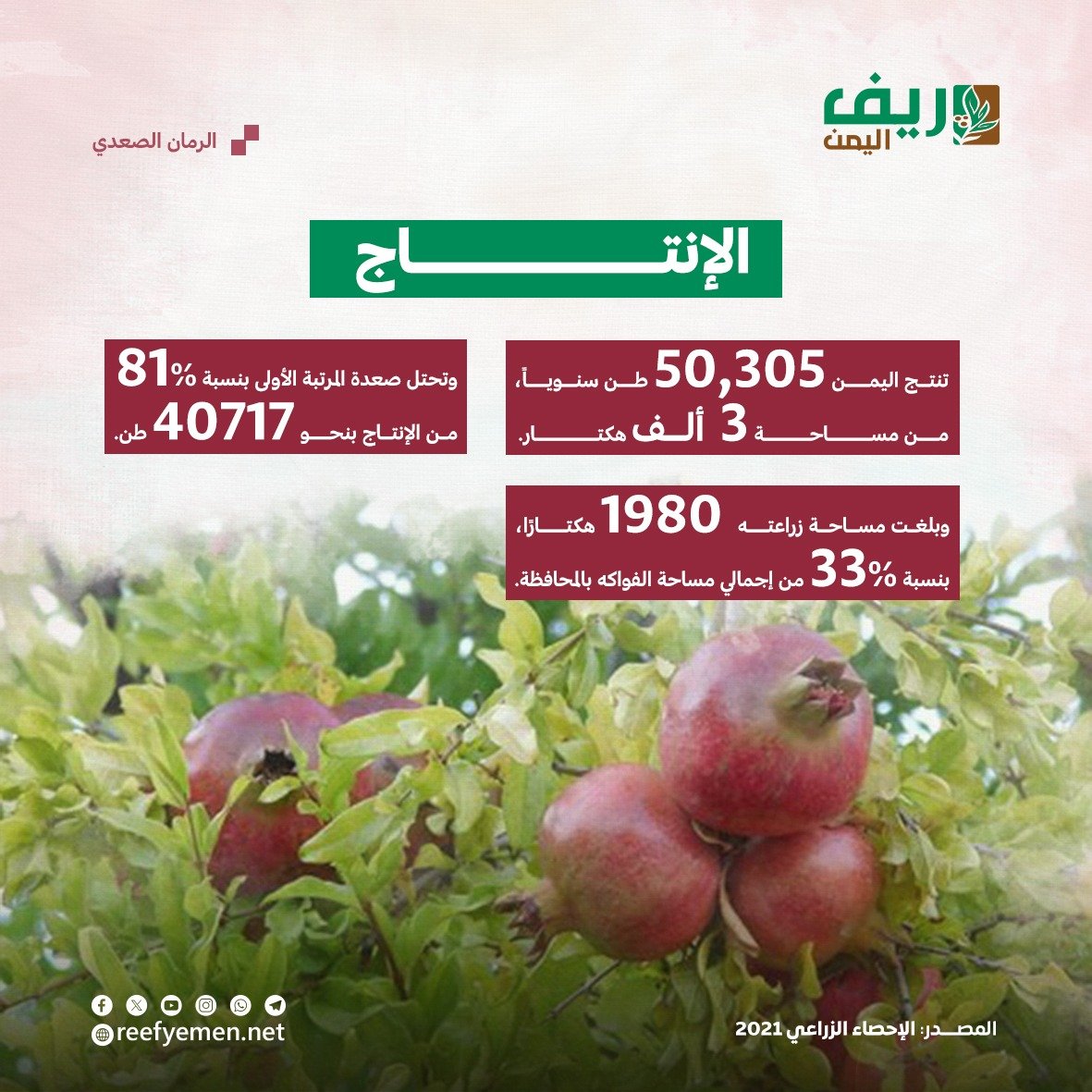 الرمان الصعدي اليمني