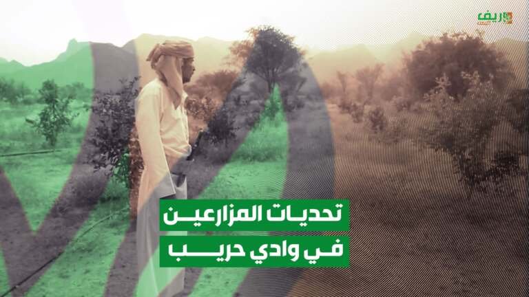 مأرب: تحديات مزارعين وادي حريب