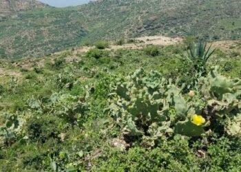 التين الأحمر.. آفة تهدد المناطق الزراعية في المحويت