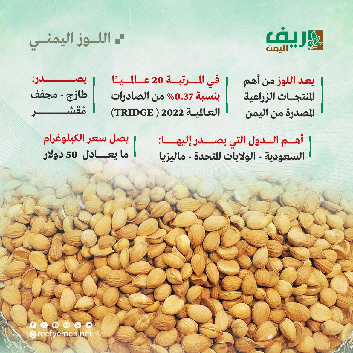 زراعة اللوز اليمني