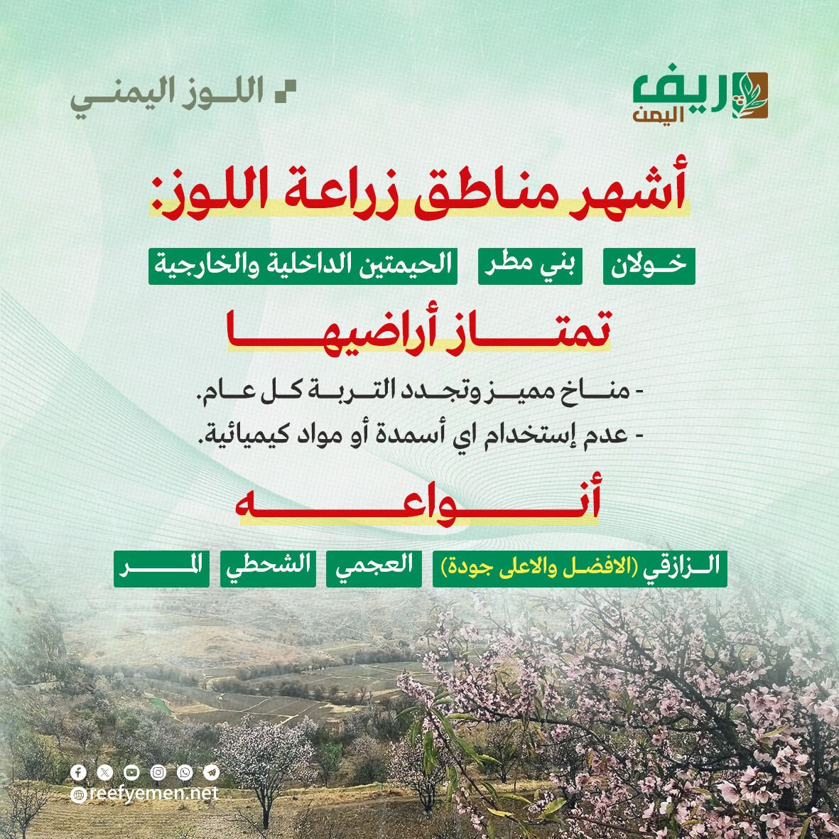 زراعة اللوز اليمني