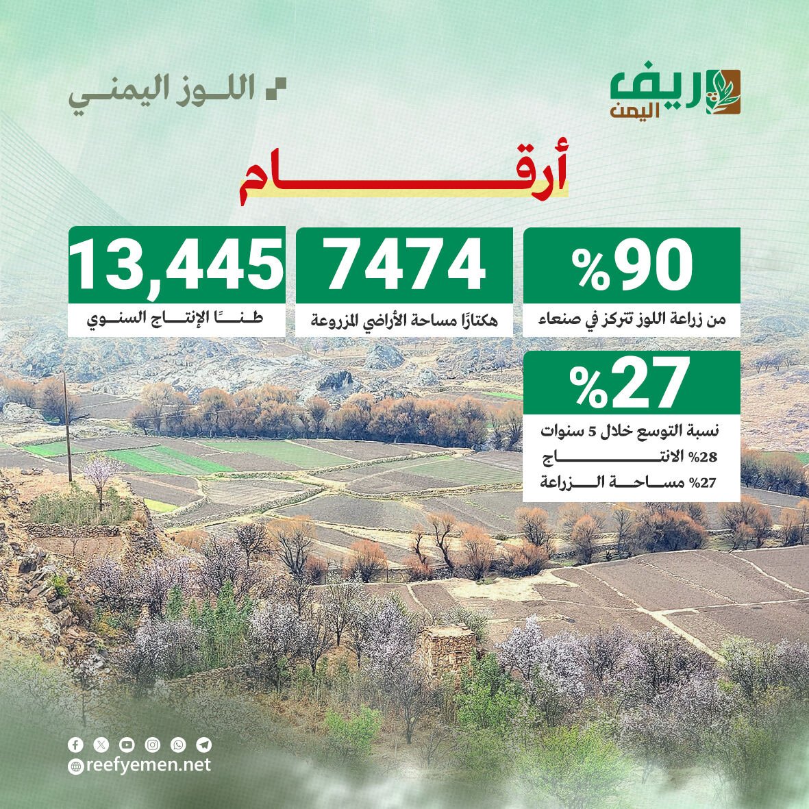 زراعة اللوز اليمني