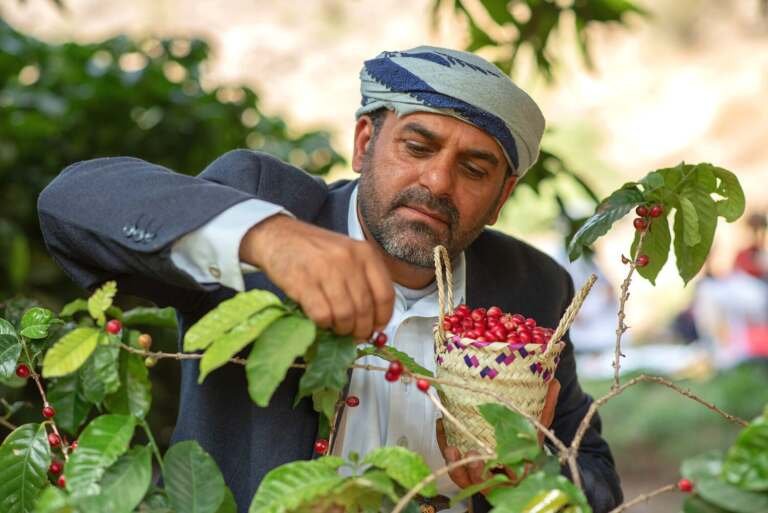 اليمن تشارك بنحو 35 قهوة نادرة في مزاد 2025