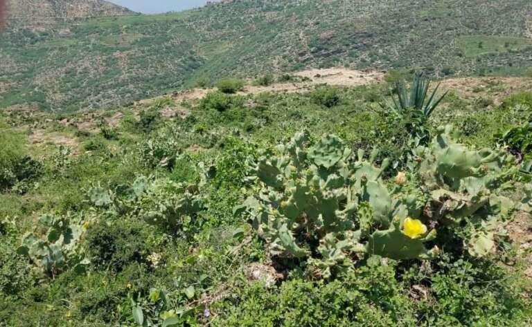 التين الأحمر.. آفة تهدد المناطق الزراعية في المحويت