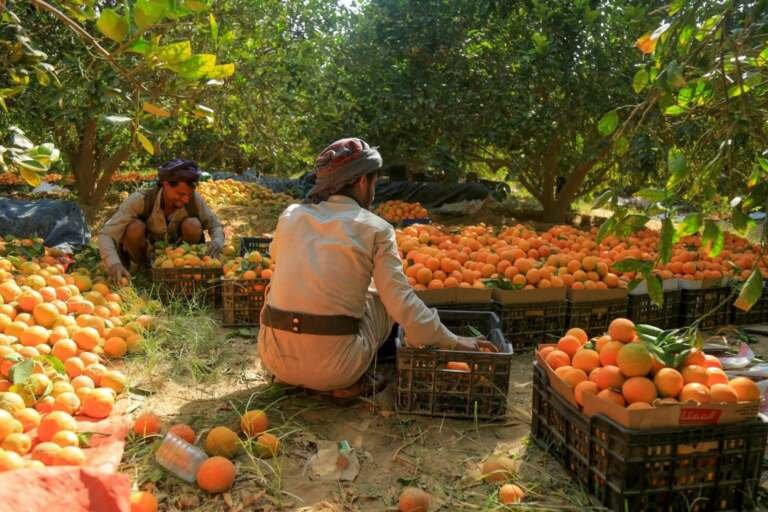 نصائح للمزارعين لجني البرتقال
