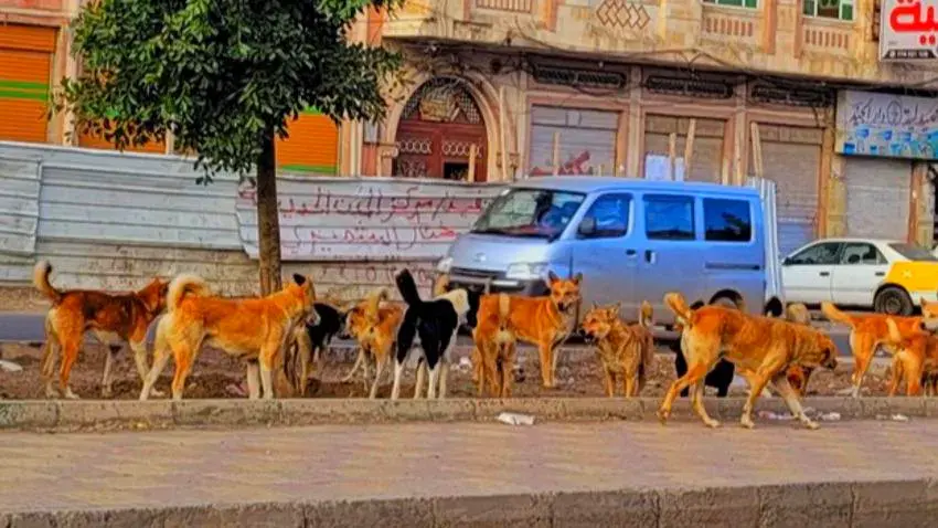 داء الكلب "سُعار".. ما أعراضة وأسبابه؟