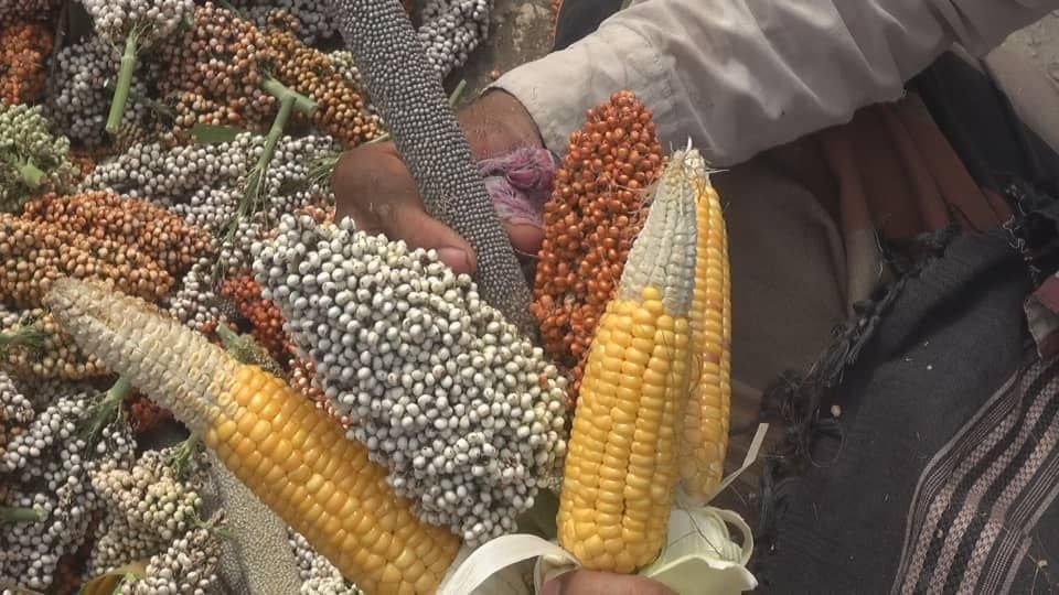 كيفية نختار البذور الموسم القادم؟