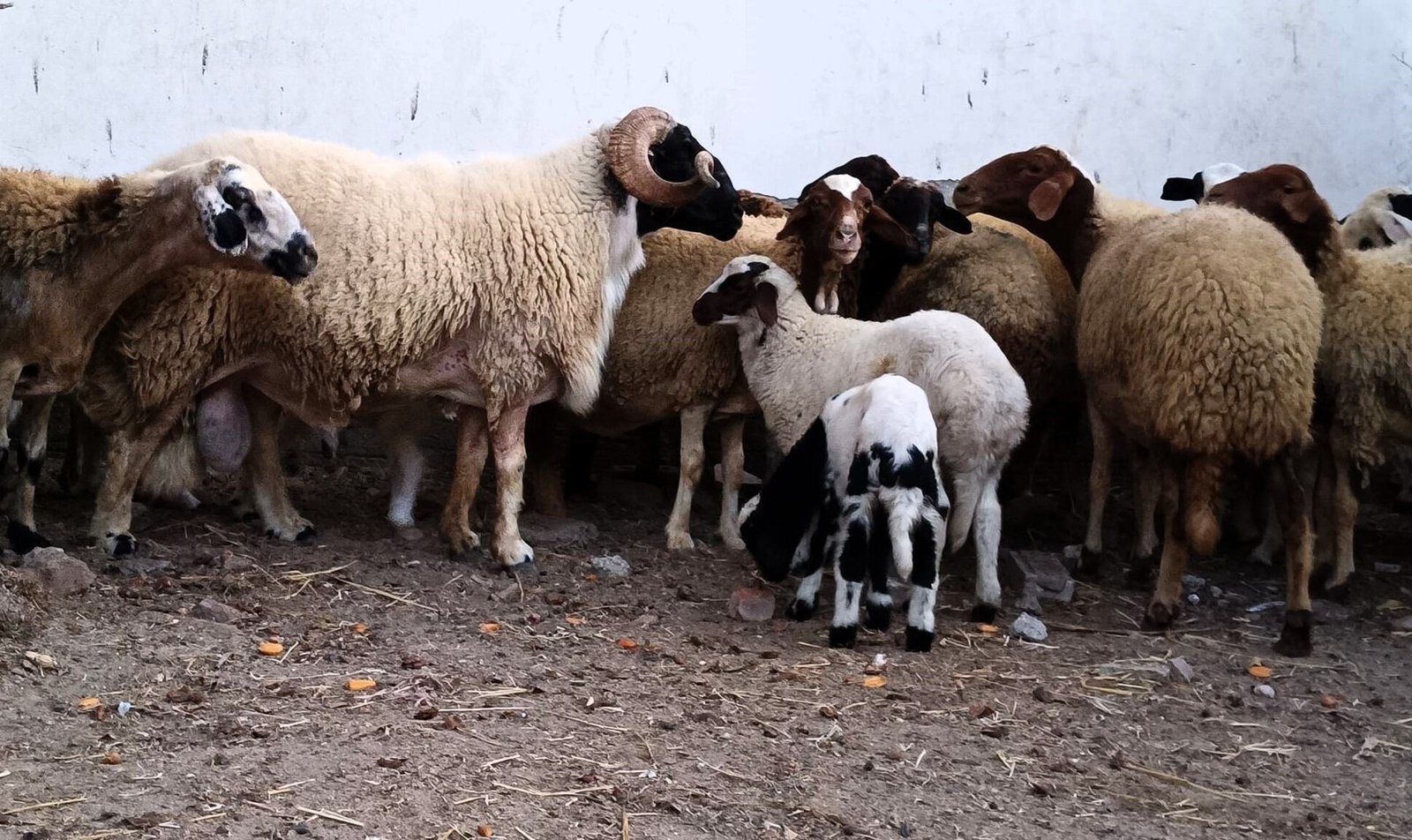 ماهي طرق العناية الجيدة بـ الماشية؟