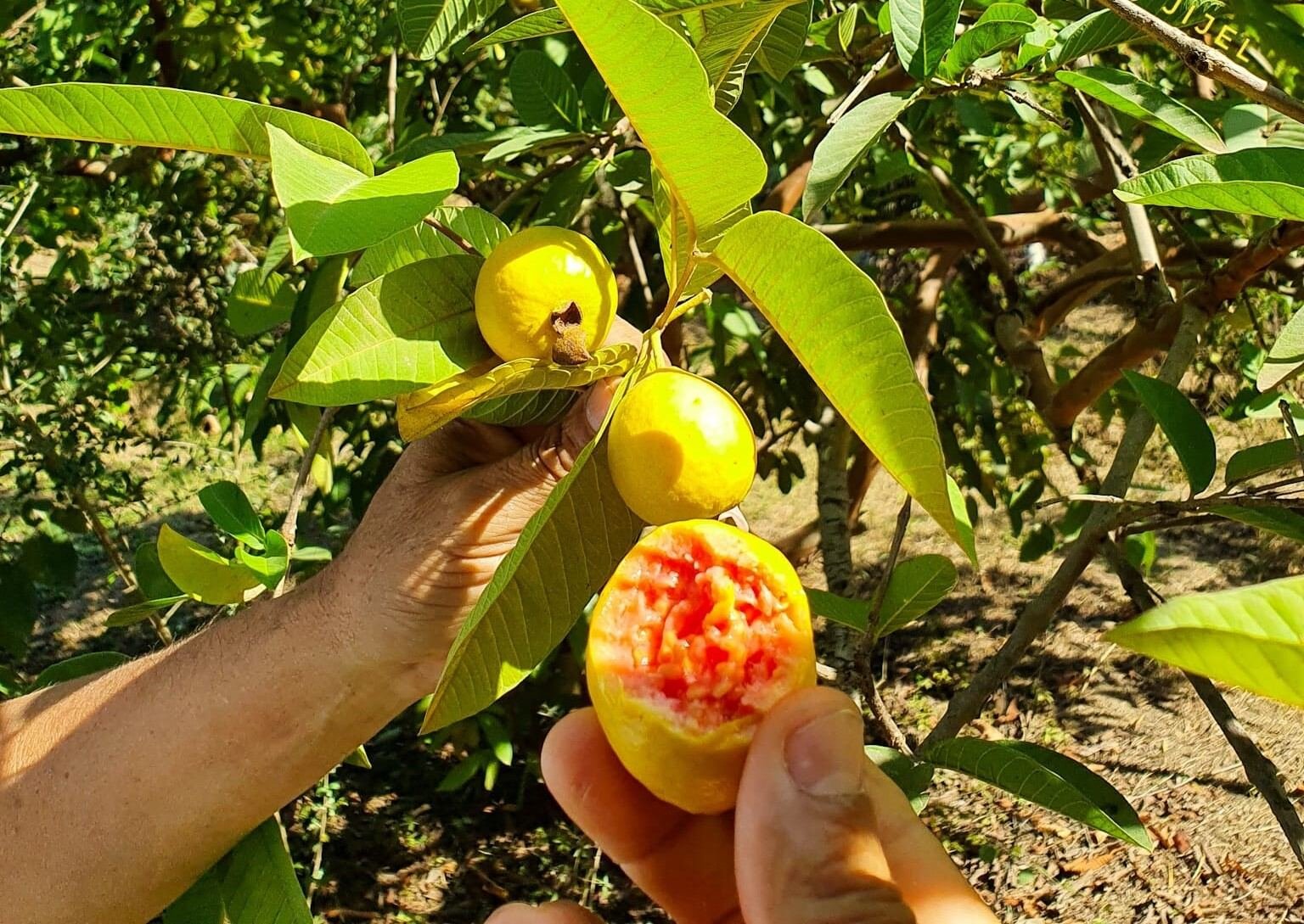 طرق زراعة الجوافة.. إليك كل ما تريد معرفته