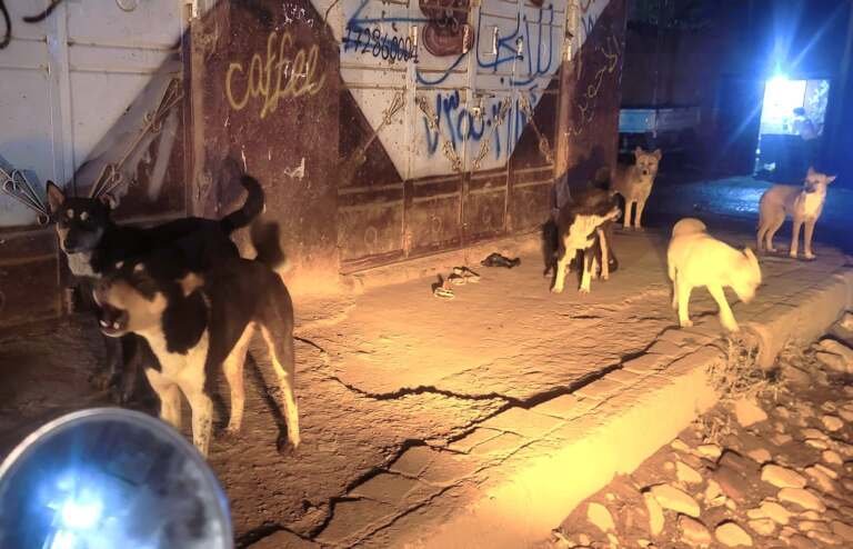 داء الكلب