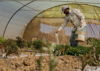 كيف تجنب أضرار "الصقيع" على محاصيل الزراعية؟