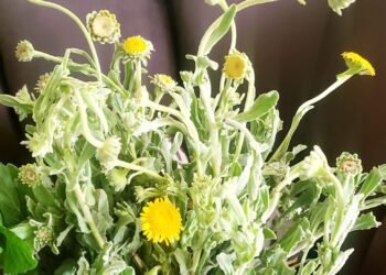 زراعة نبتة العِنصِيفْ “الخُوْعَة” وفوائدها