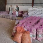 زراعة الثومة في اليمن