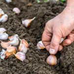 زراعة الثوم