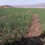 قطعة أرض مزروعة بالثوم في منطقة بني مطر غرب صنعاء