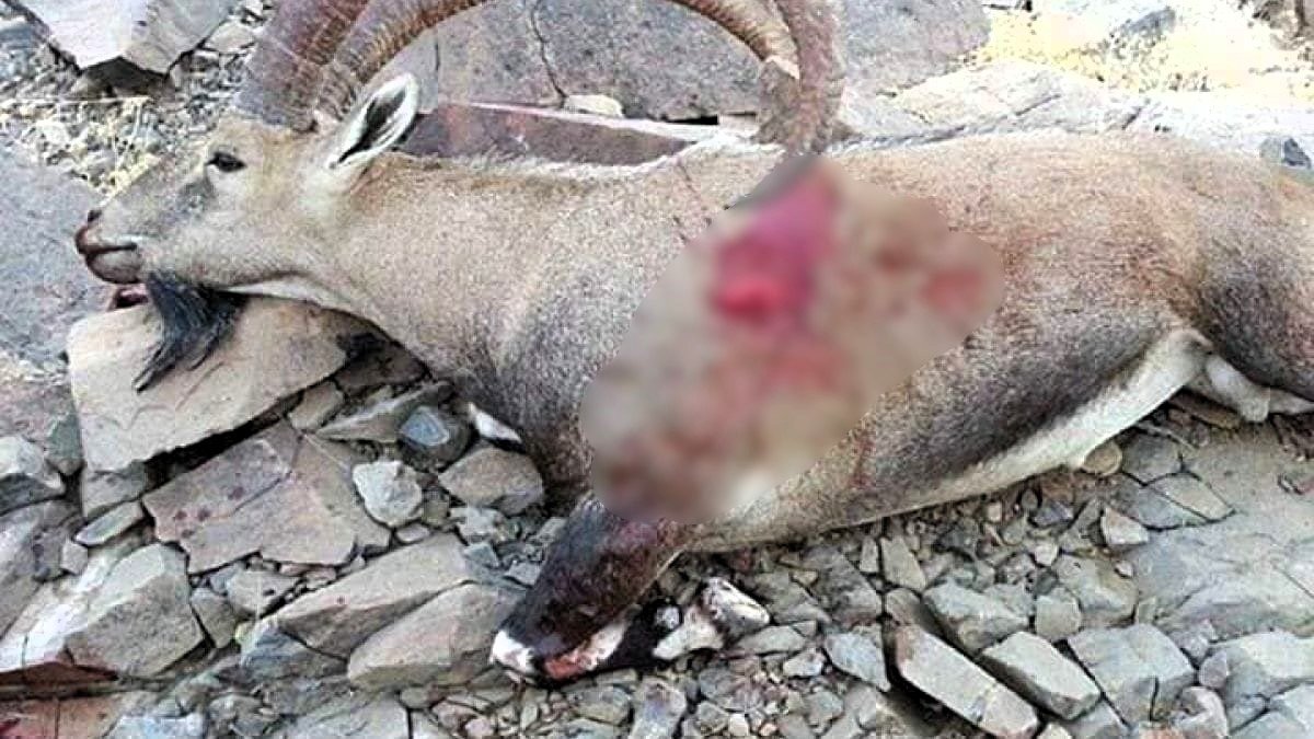 المناخ والصراع يهددان التنوّع البيولوجي باليمن