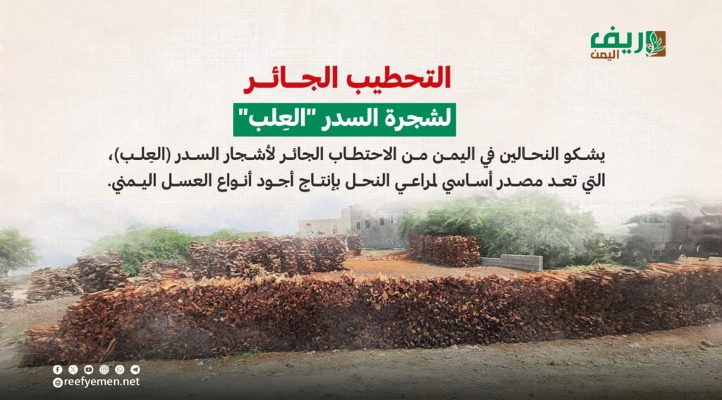 التحطيب الجائر لشجرة السدر باليمن