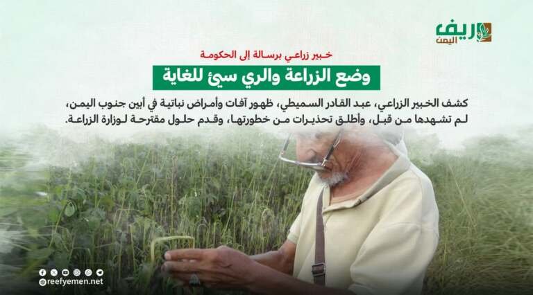 أبين: آفات وأمراض تهدد المزراعين لأول مرة