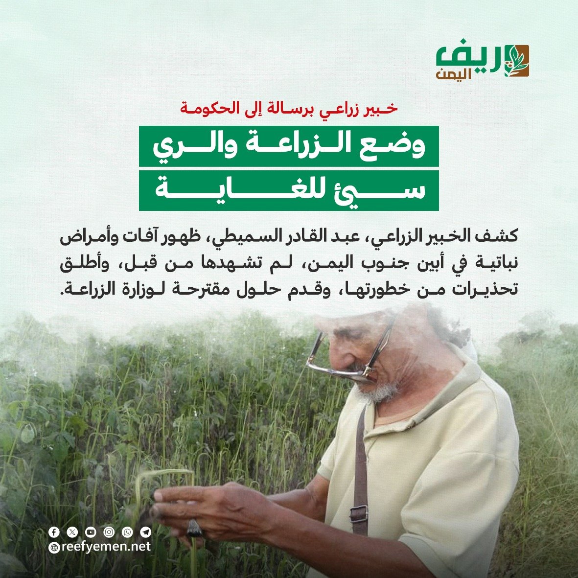 أبين: آفات وأمراض تهدد المزراعين لأول مرة