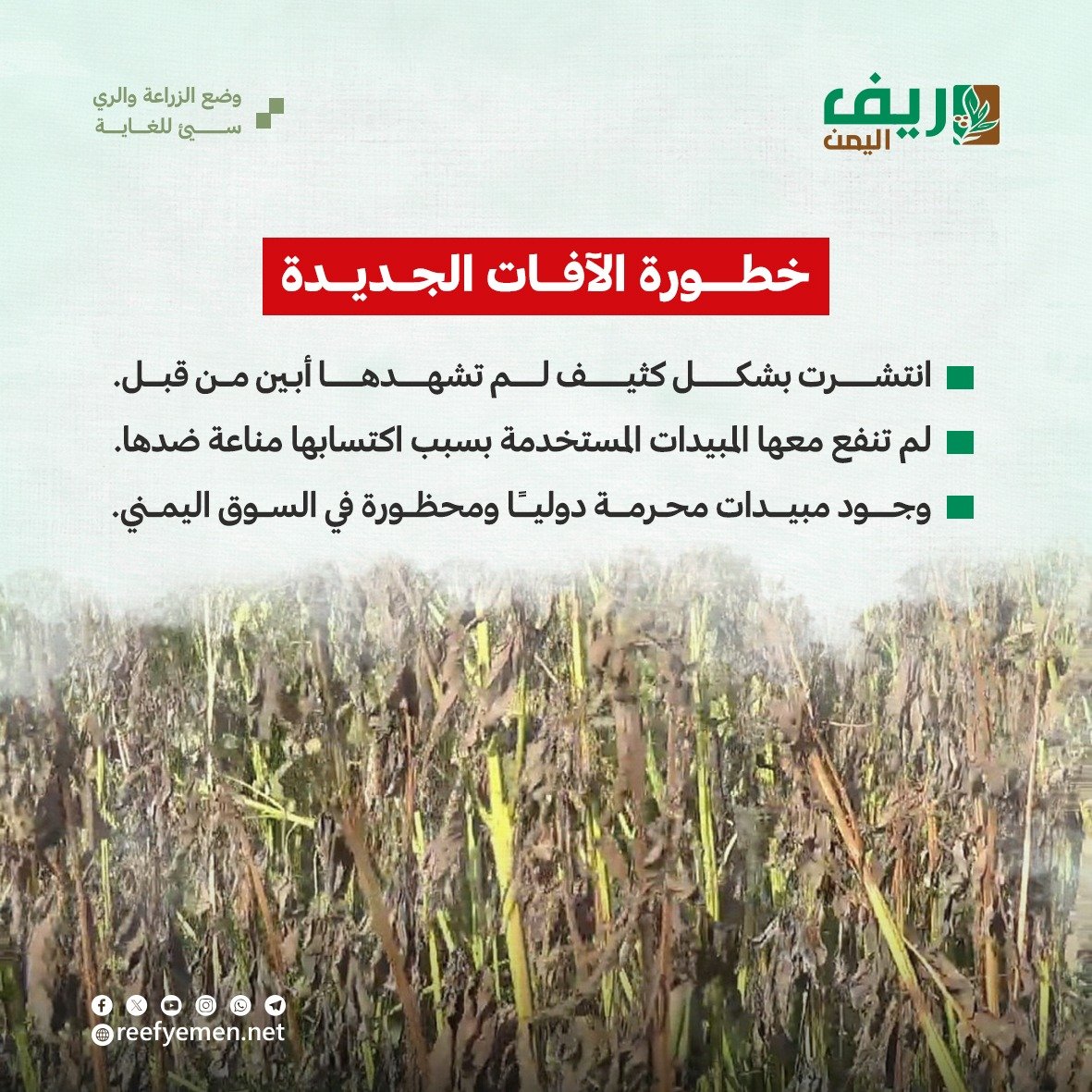 أبين: آفات وأمراض تهدد المزراعين لأول مرة
