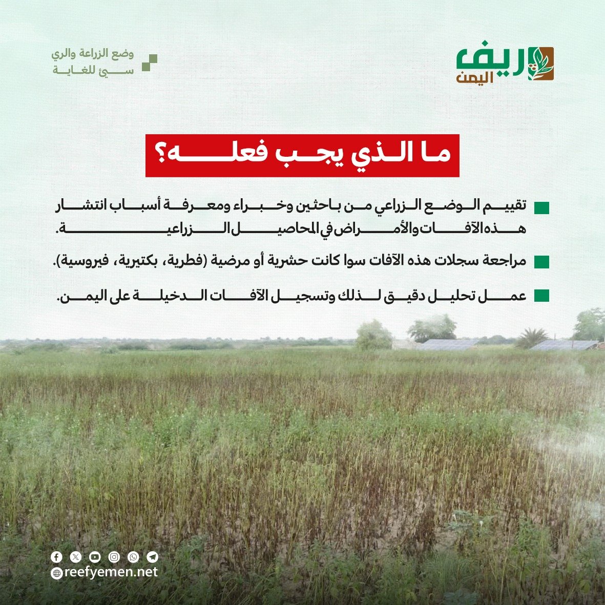 أبين: آفات وأمراض تهدد المزراعين لأول مرة