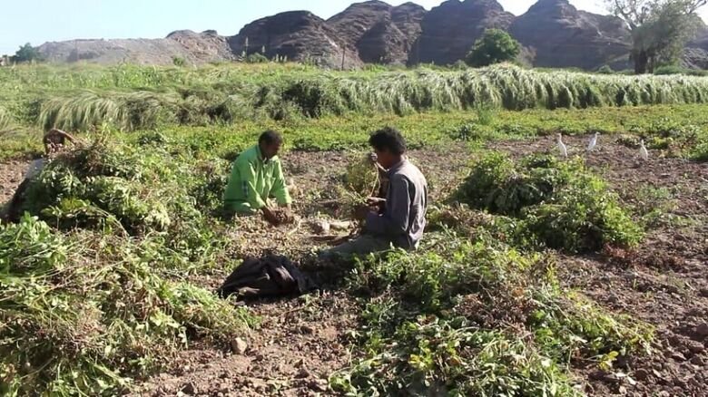أبين.. موطن الزراعة والاصطياد في اليمن