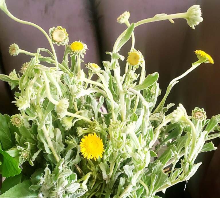 زراعة نبتة العِنصِيفْ “الخُوْعَة” وفوائدها