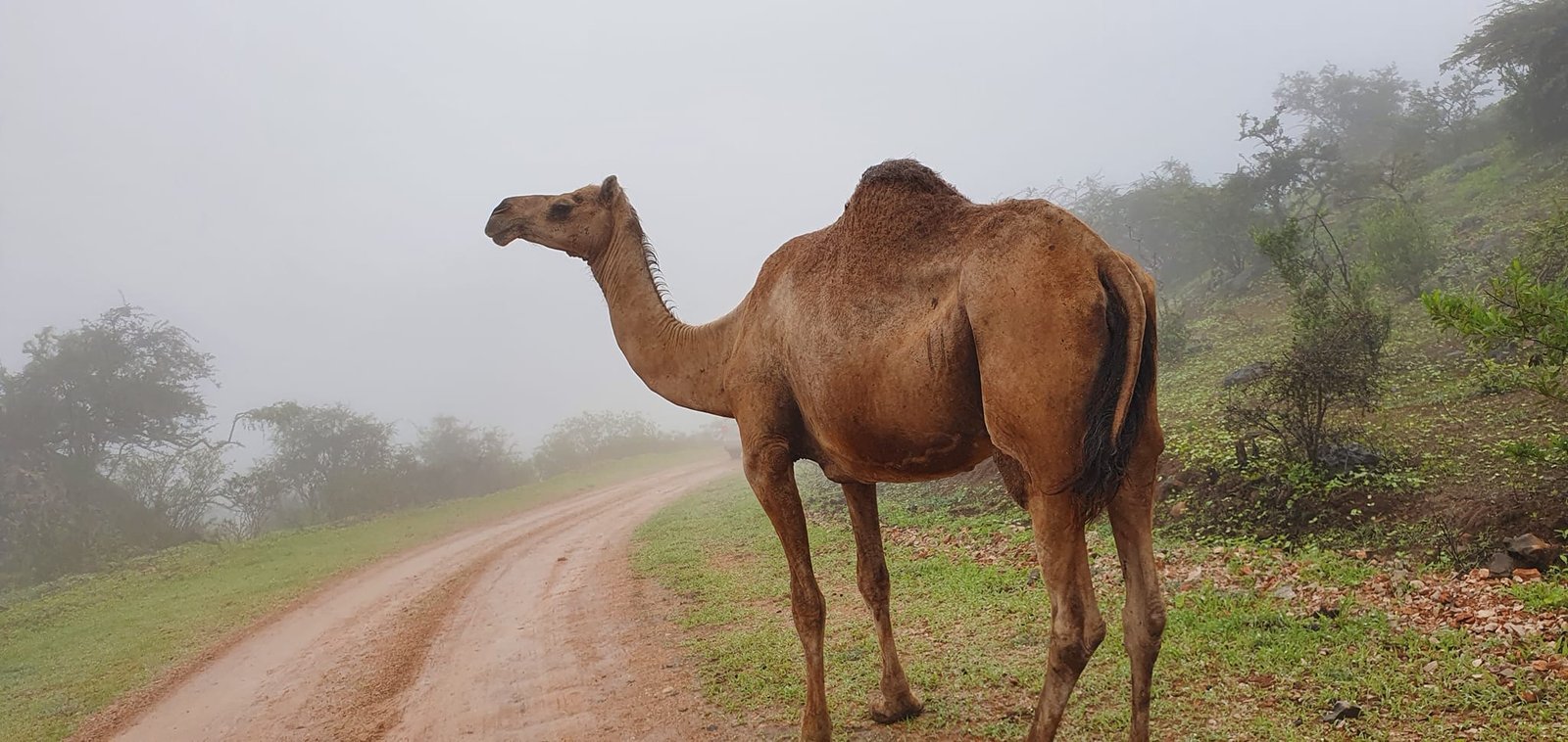 محمية حُوف: واحة طبيعية وتنوع نباتي فريد