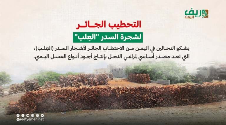 التحطيب الجائر لشجرة السدر باليمن