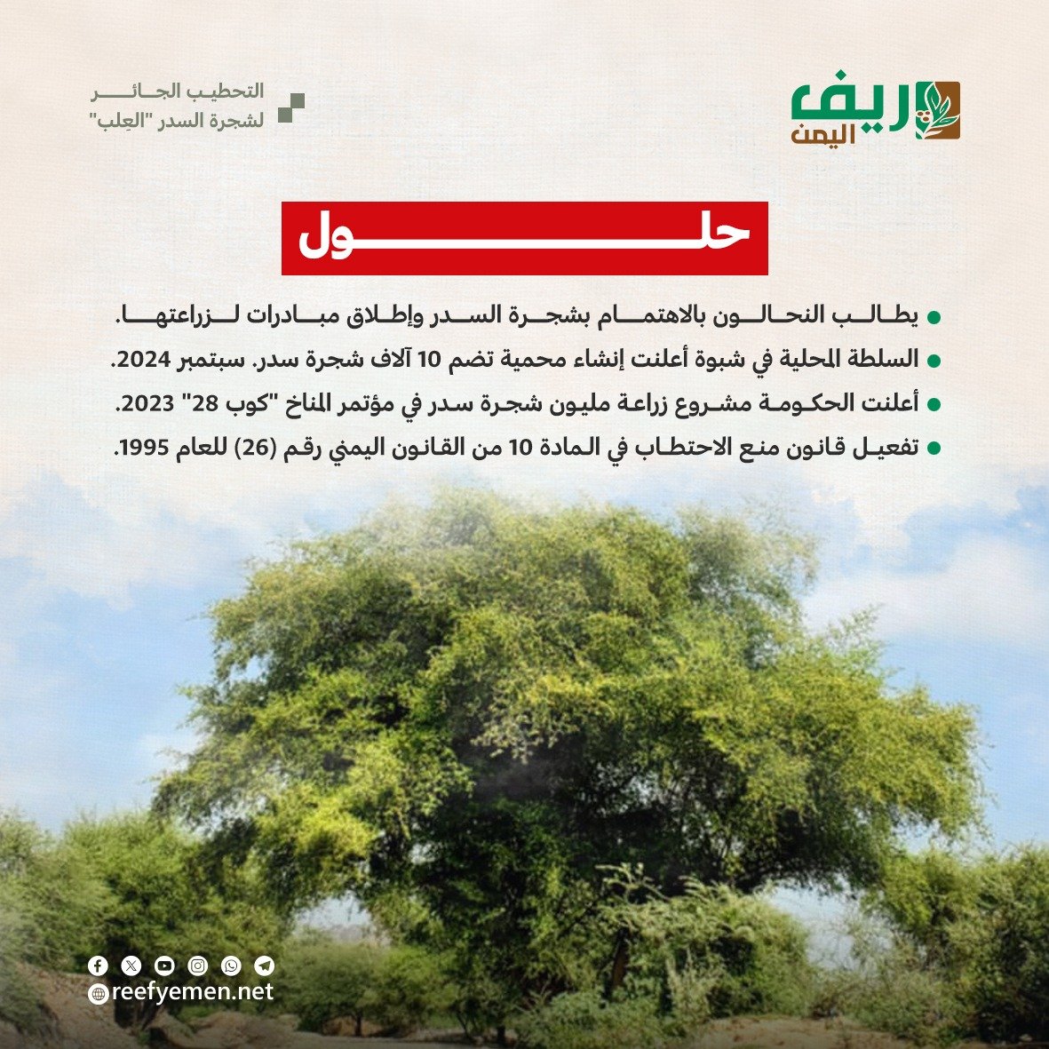 التحطيب الجائر لشجرة السدر "العِلب" باليمن