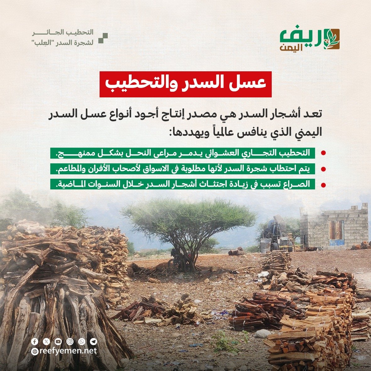 التحطيب الجائر لشجرة السدر "العِلب" باليمن