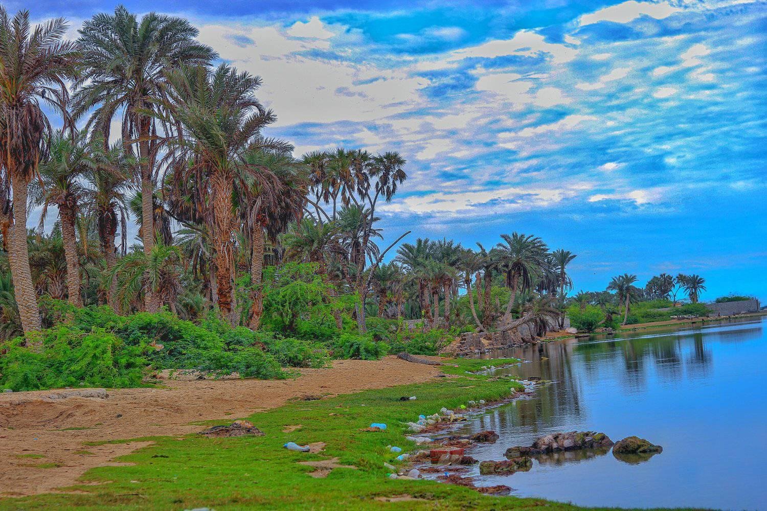 مَزارع النخيل