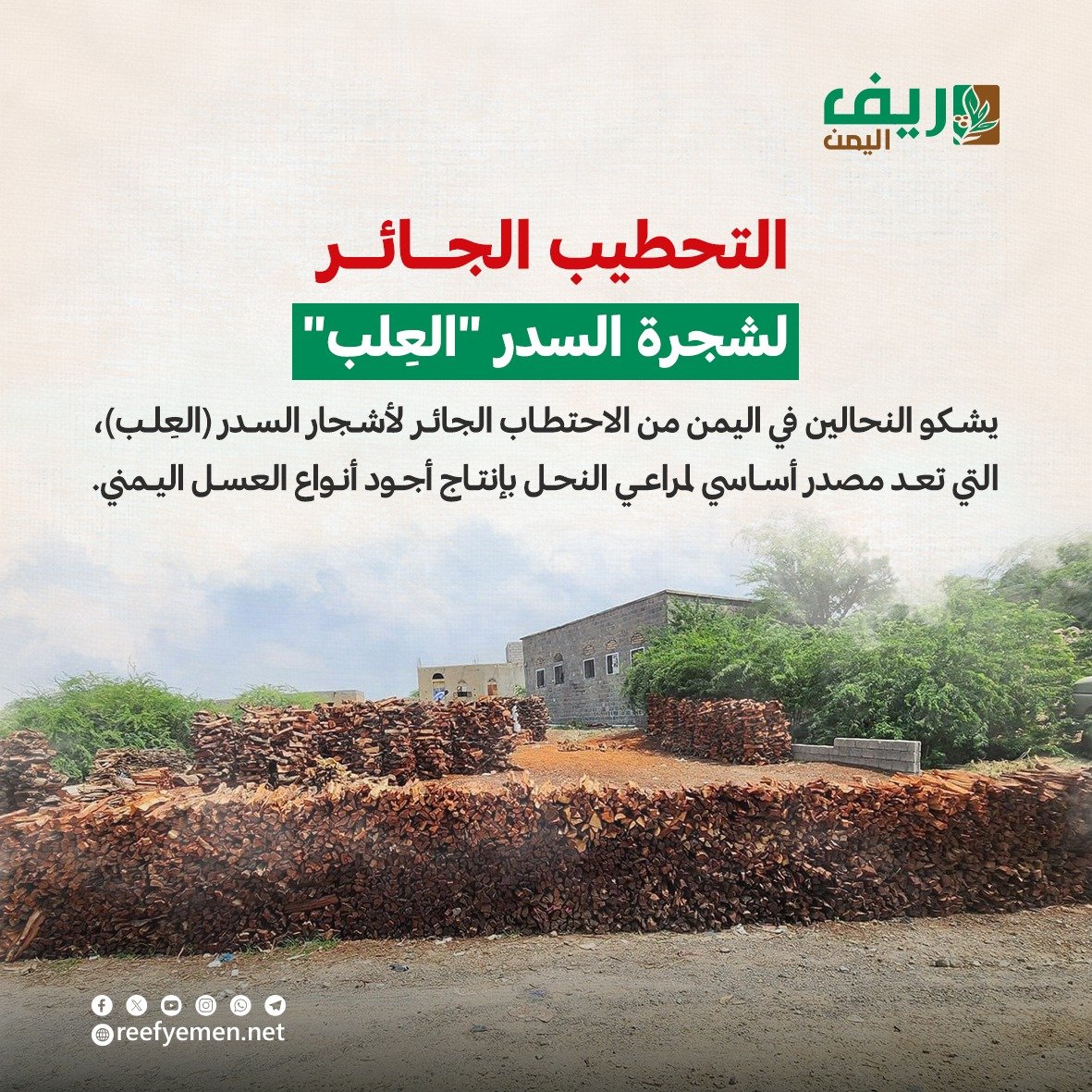 التحطيب الجائر لشجرة السدر باليمن