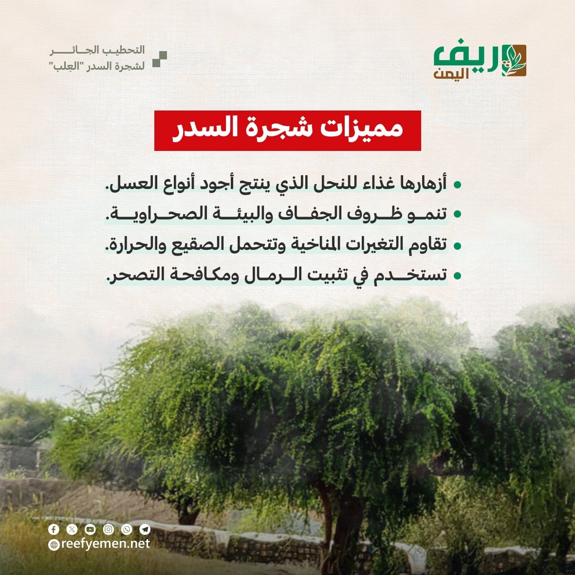 التحطيب الجائر لشجرة السدر باليمن
