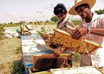 كيف تبدأ مشروعك في تربية النحل؟