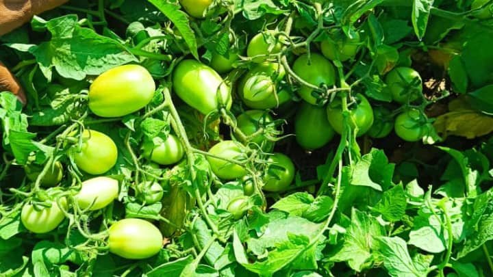 موسم الطماطم في أبين.. تحديات عدّة لاستمرار الإنتاج