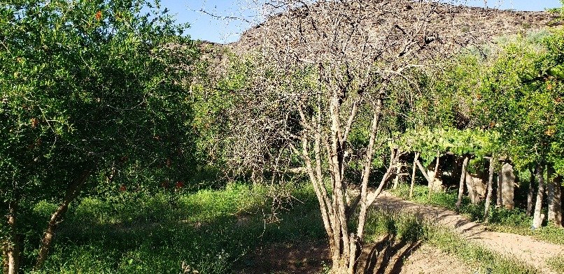 صعدة.. البارود يُفسد الأراضي الزراعية