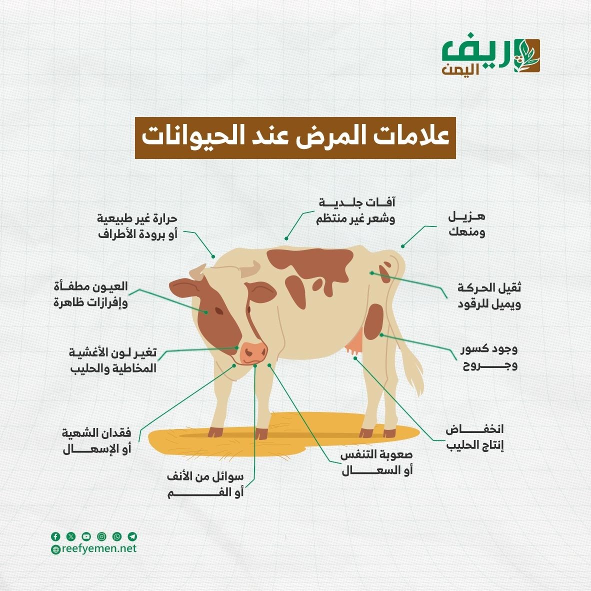 علامات وأعراض مرض الماشية في حضيرتك