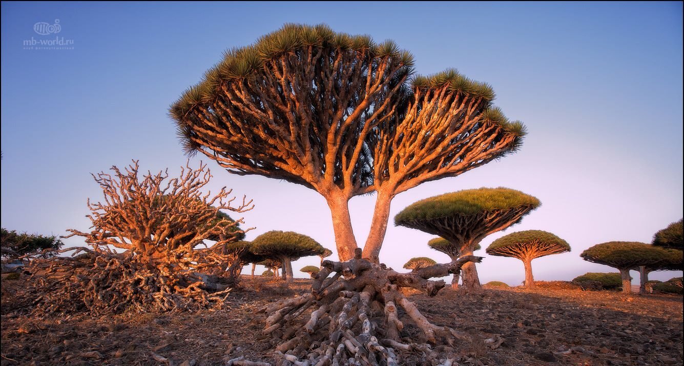 أرخبيل سقطرى