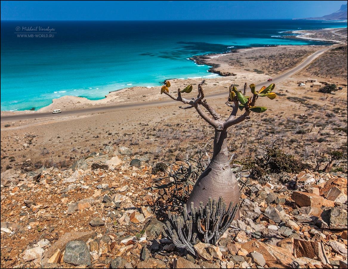 سقطرى