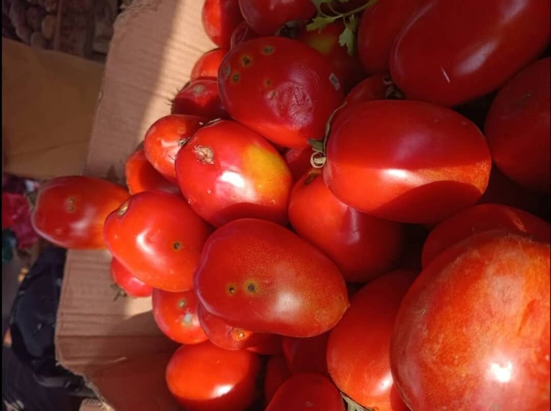 الآفات الزراعية باليمن: حرب مفتوحة على المزارعين