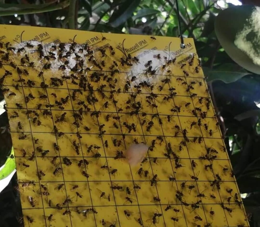 الآفات الزراعية باليمن: حرب مفتوحة على المزارعين