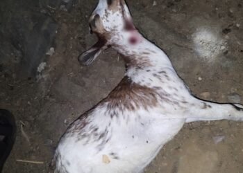الماشية بمرمى الإفتراس: مراعي غير آمنه للمزارعين