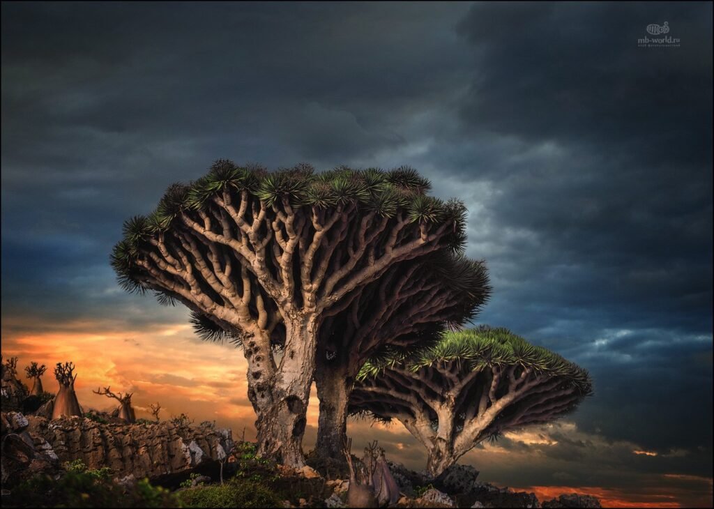 جزيرة سقطرى