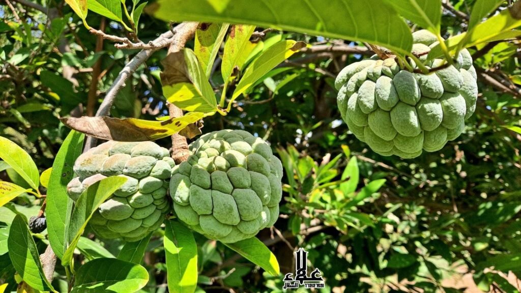 زراعة فاكهة الخرمش
