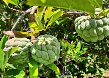 زراعة فاكهة الخرمش
