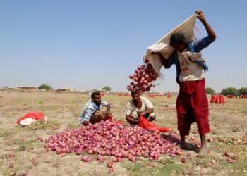 البصل الحضرمي جودة عالية وشهرة عالمية