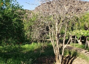 صعدة.. البارود يُفسد الأراضي الزراعية