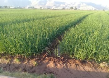 الزراعة التعاقدية.. شراكة ذكية وطوق نجاة للمزارعين